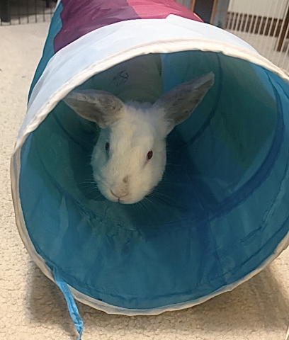 Rabbit Photo