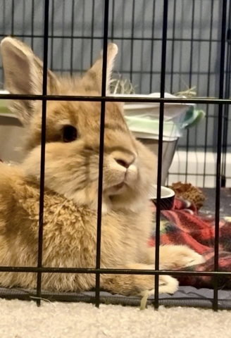 Rabbit Photo