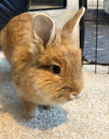 Rabbit Photo