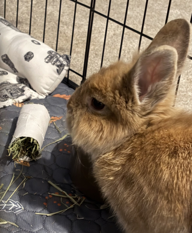 Rabbit Photo