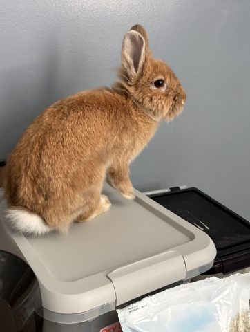Rabbit Photo