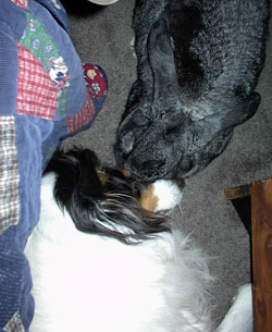 Rabbit with dog