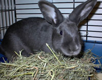 rabbit eating hay
