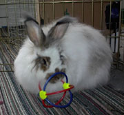 rabbit at home with toy
