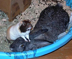 Rabbit with guinea pig