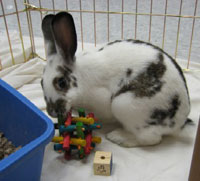 rabbit in cage with toy