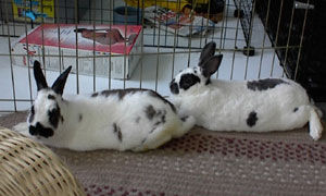 two bonded rabbits