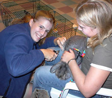 volunteer cutting rabbit nails